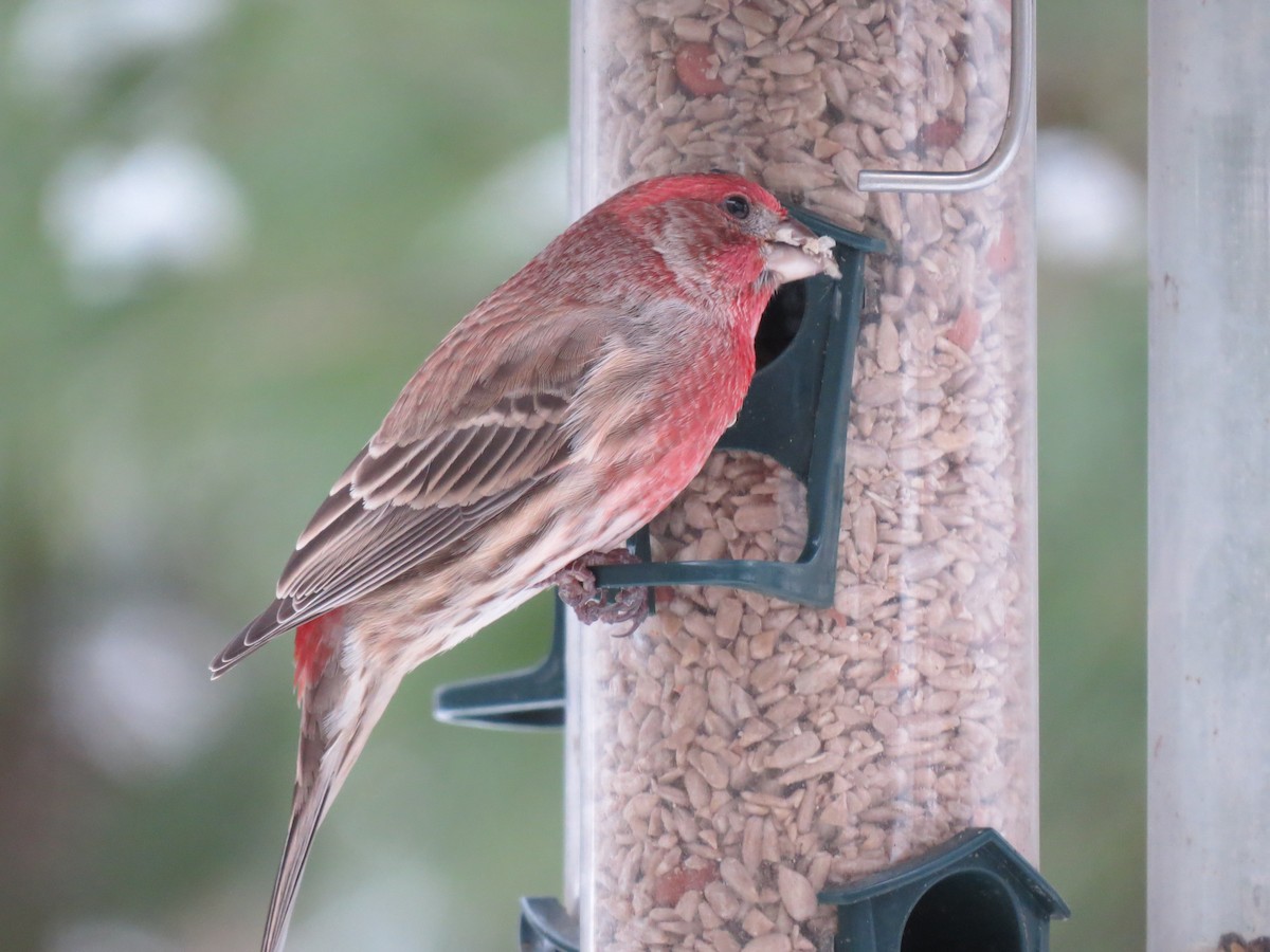 Hausgimpel - ML647667304