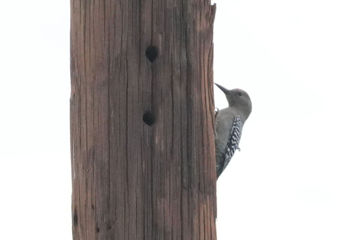 Gilaspecht - ML647667310