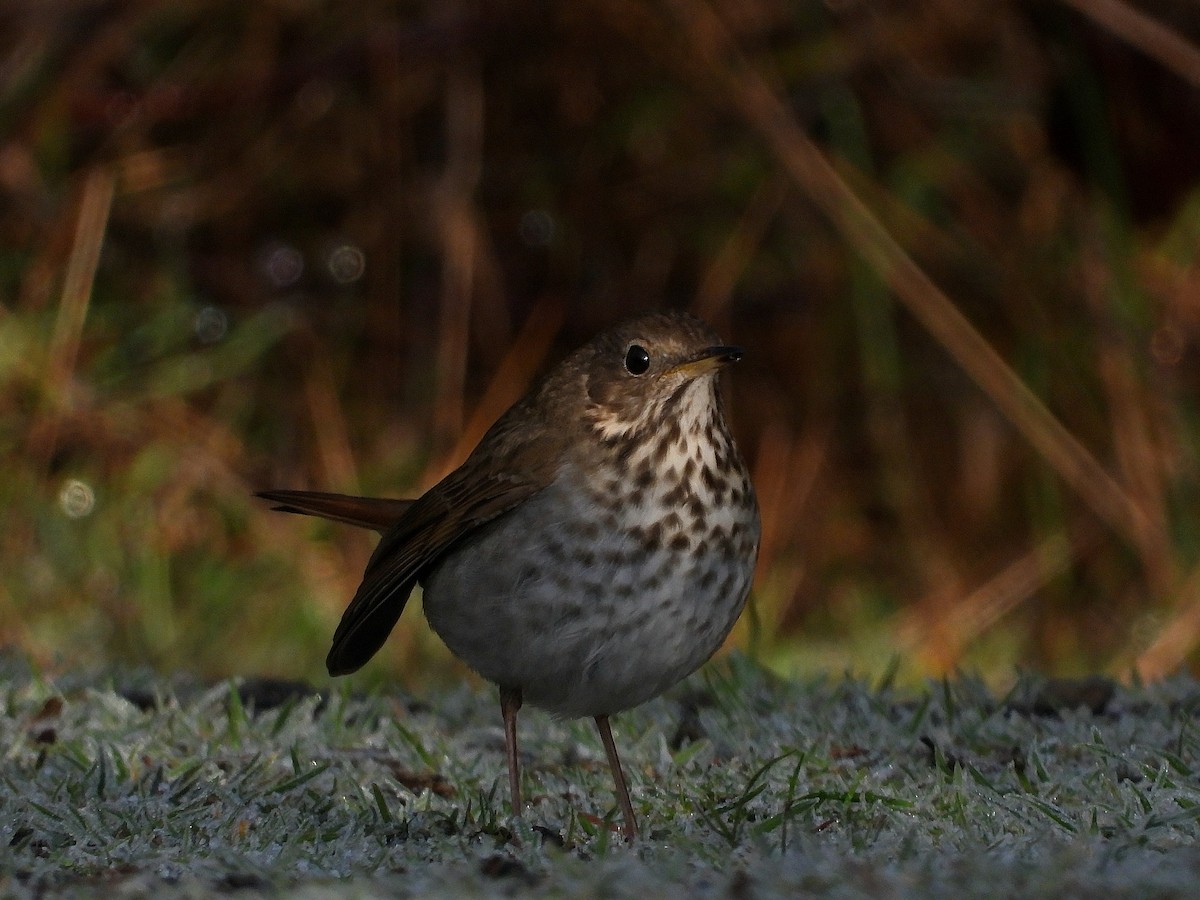 Einsiedler-Musendrossel - ML647667311