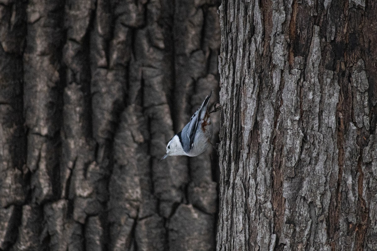 Weißbrustkleiber (carolinensis) - ML647667314