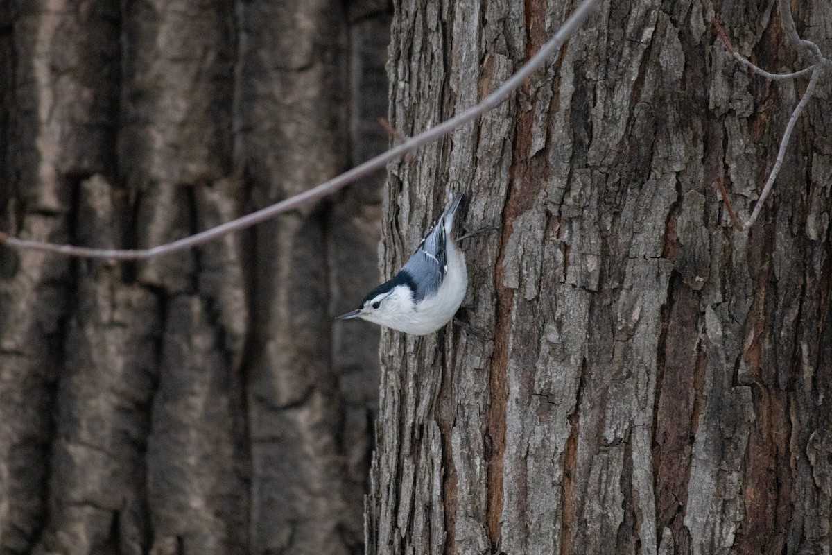 Weißbrustkleiber (carolinensis) - ML647667315