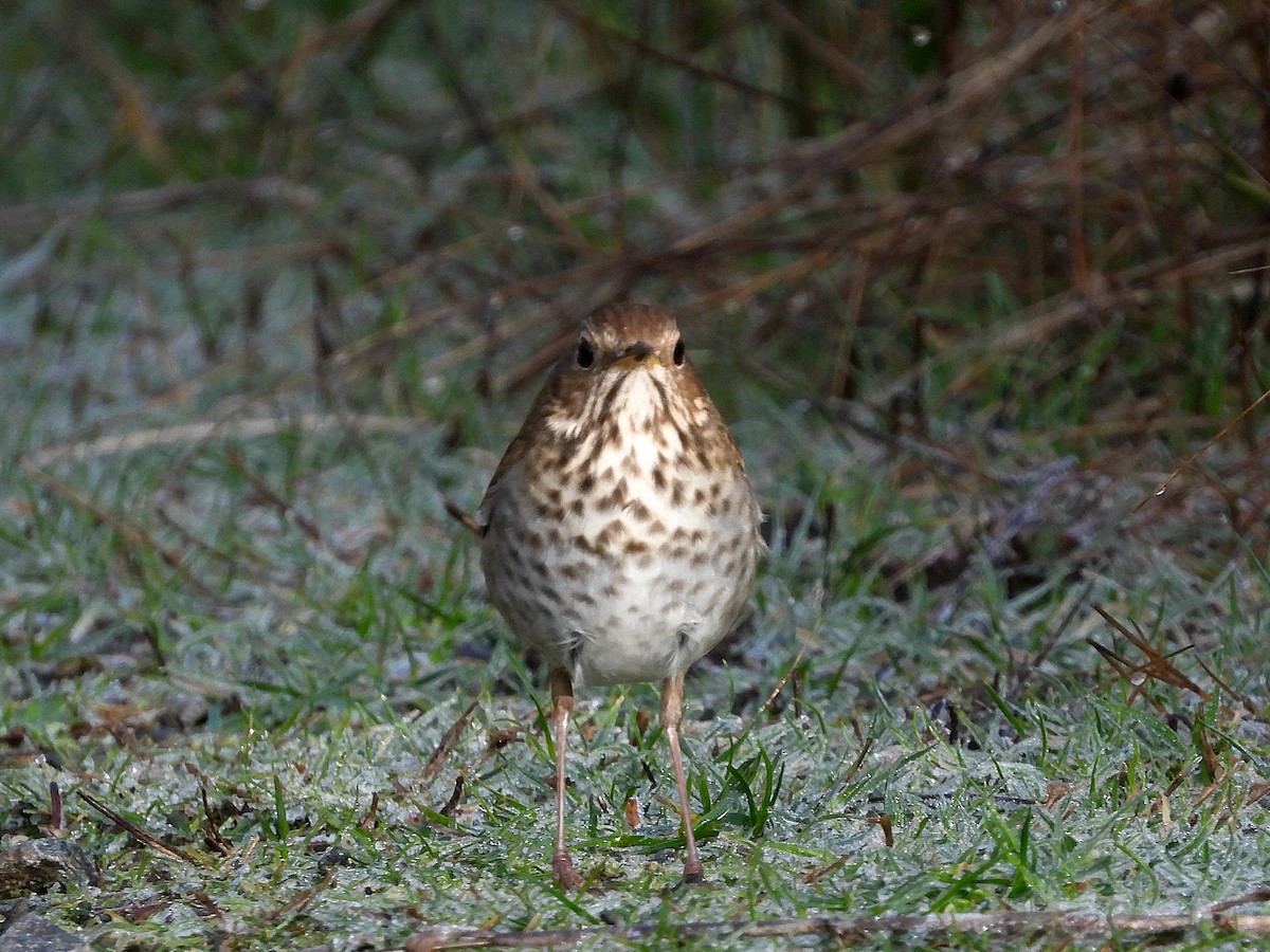 Einsiedler-Musendrossel - ML647667320