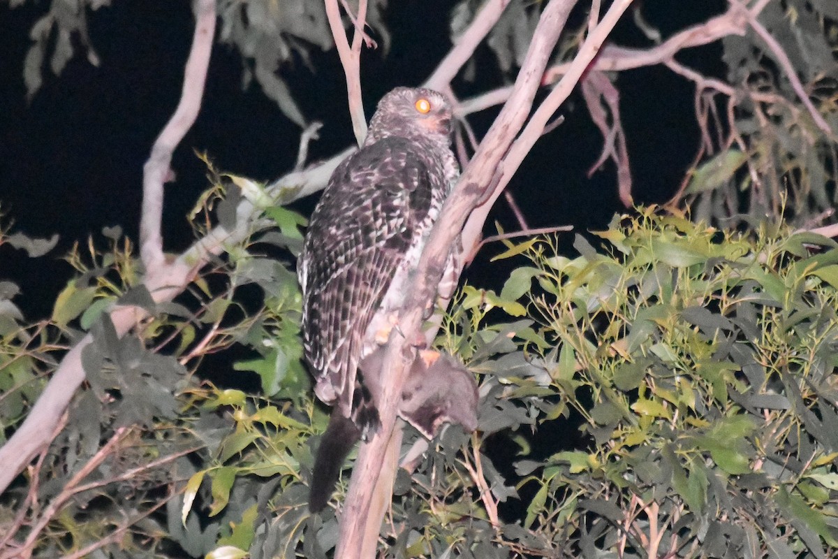 Powerful Owl - ML647667331