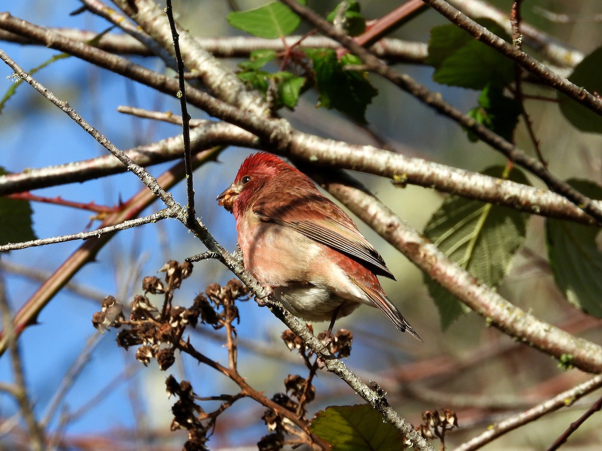 Purple Finch - ML647667332
