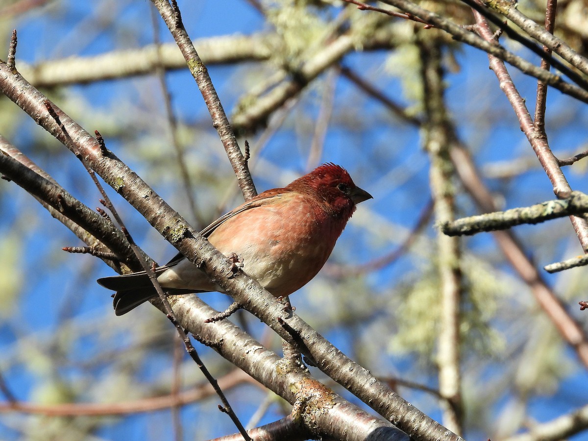 Purple Finch - ML647667337