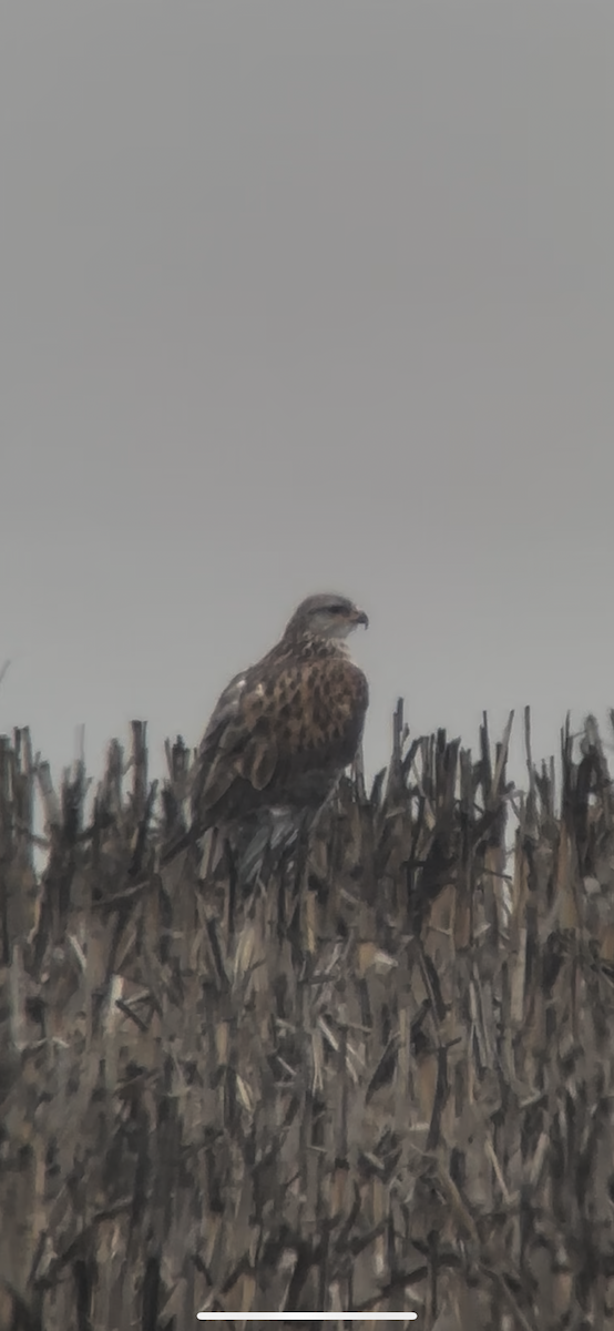 Ferruginous Hawk - ML647667341