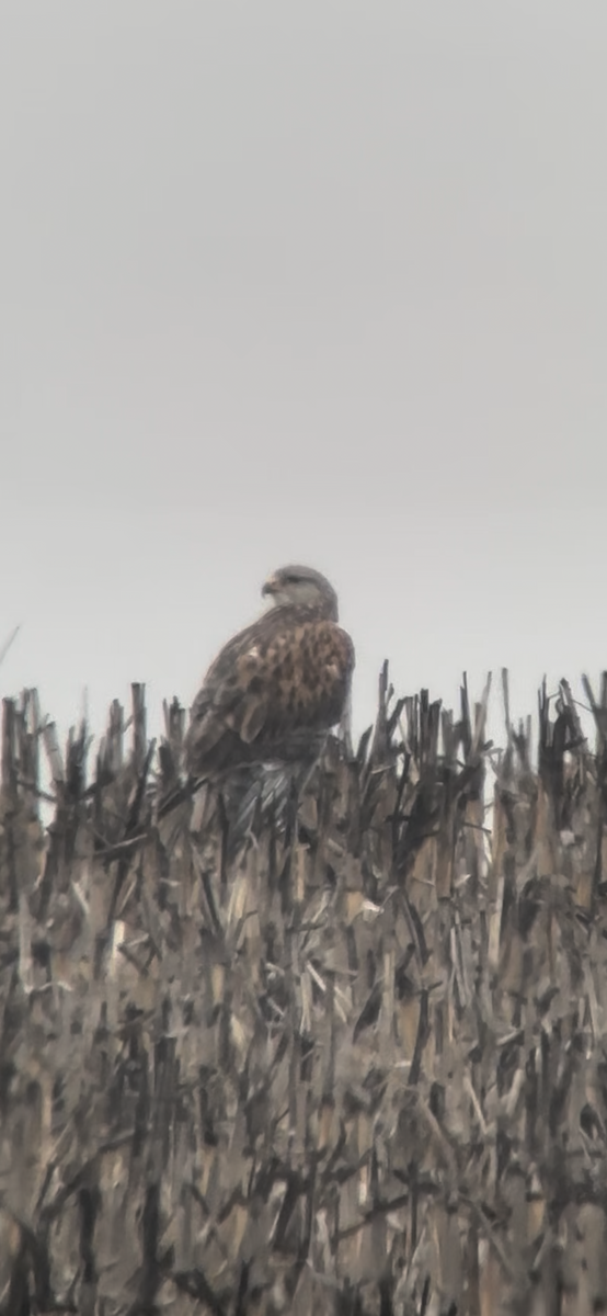 Ferruginous Hawk - ML647667342