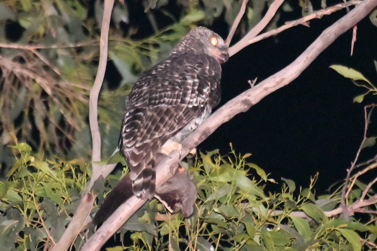 Powerful Owl - ML647667343
