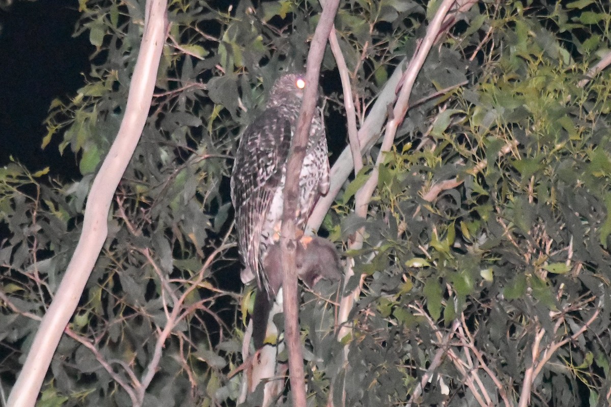 Powerful Owl - ML647667345