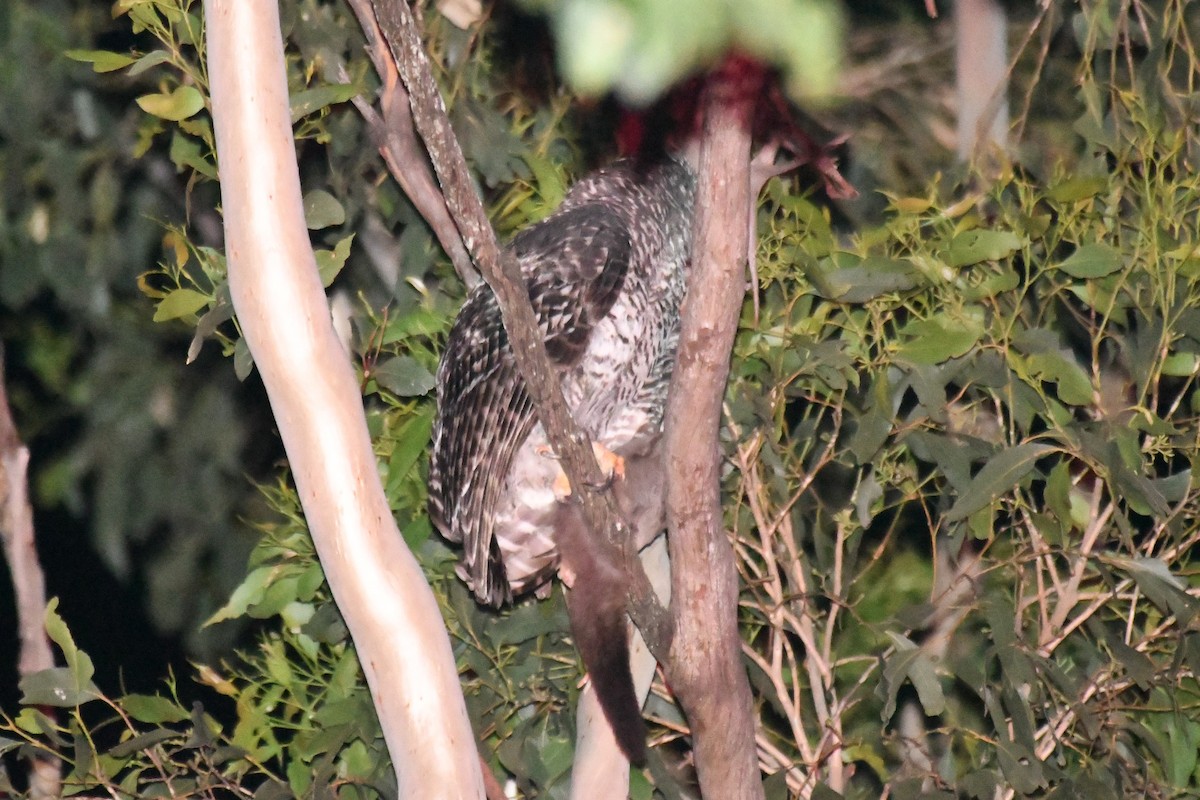 Powerful Owl - ML647667346