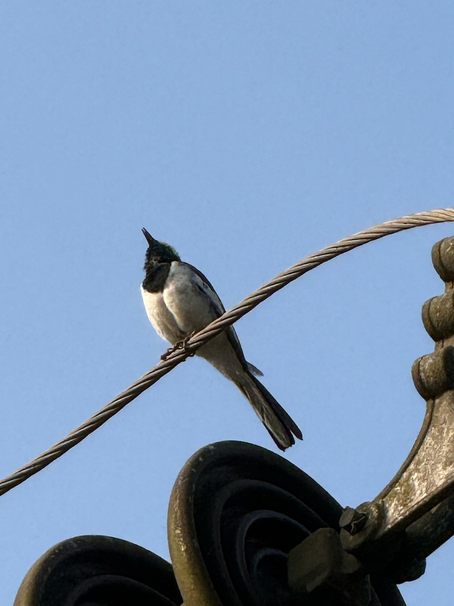 Lavandera India - ML647667347