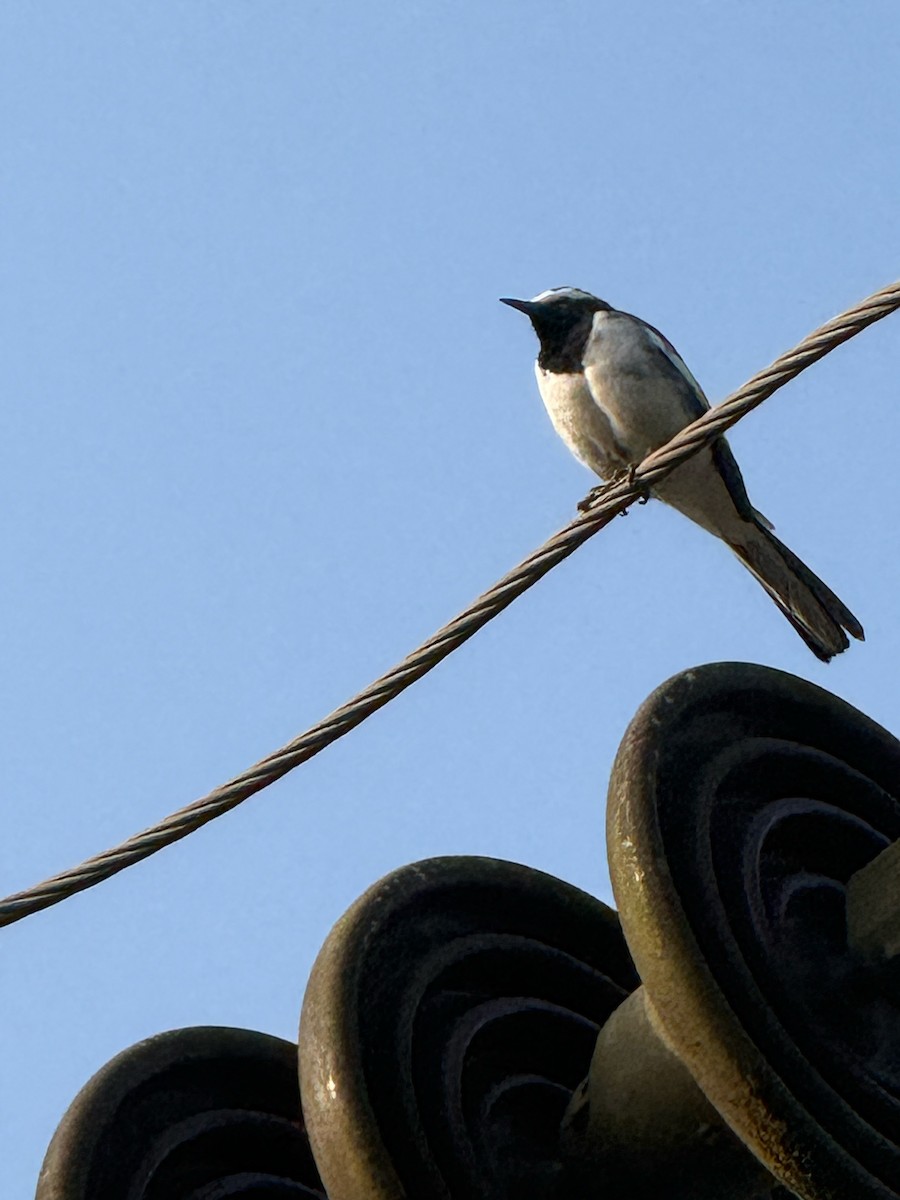 Lavandera India - ML647667348