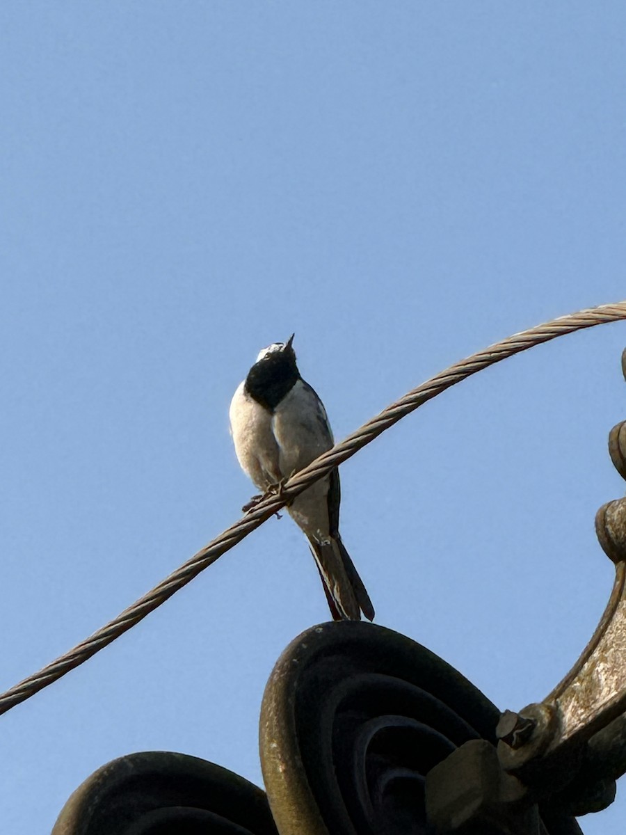 Lavandera India - ML647667350