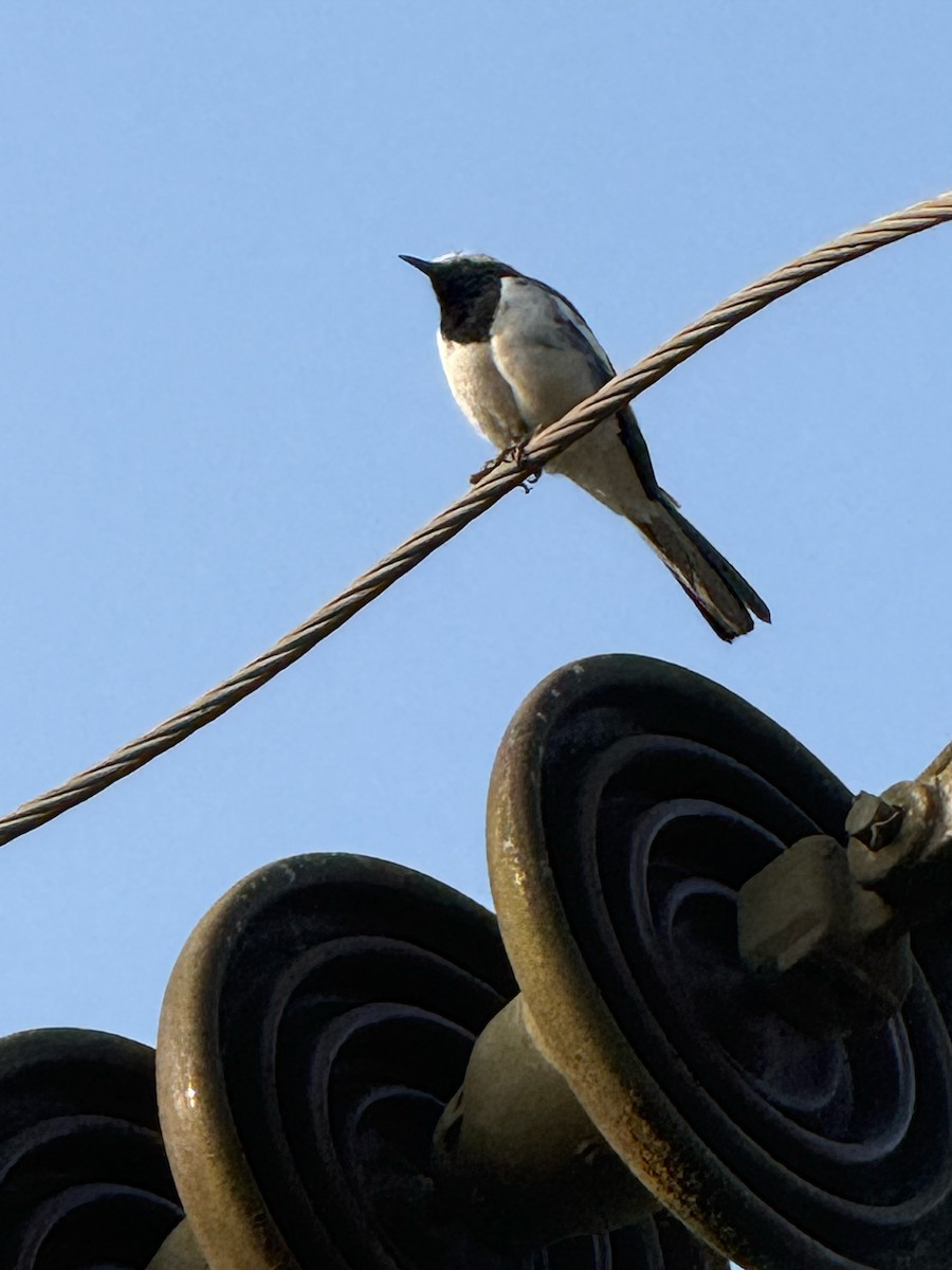 Lavandera India - ML647667351