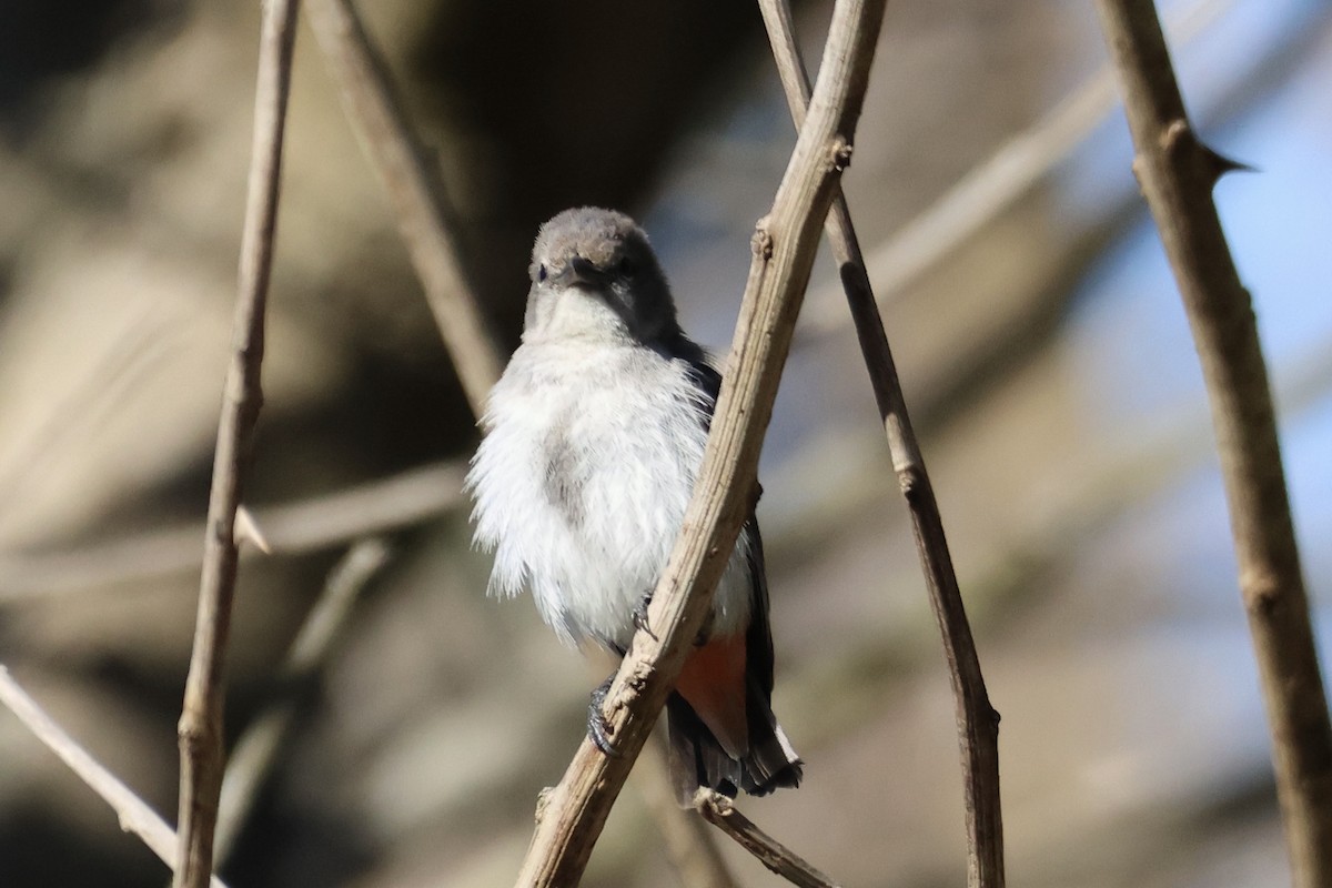 Mistletoebird - ML647667367