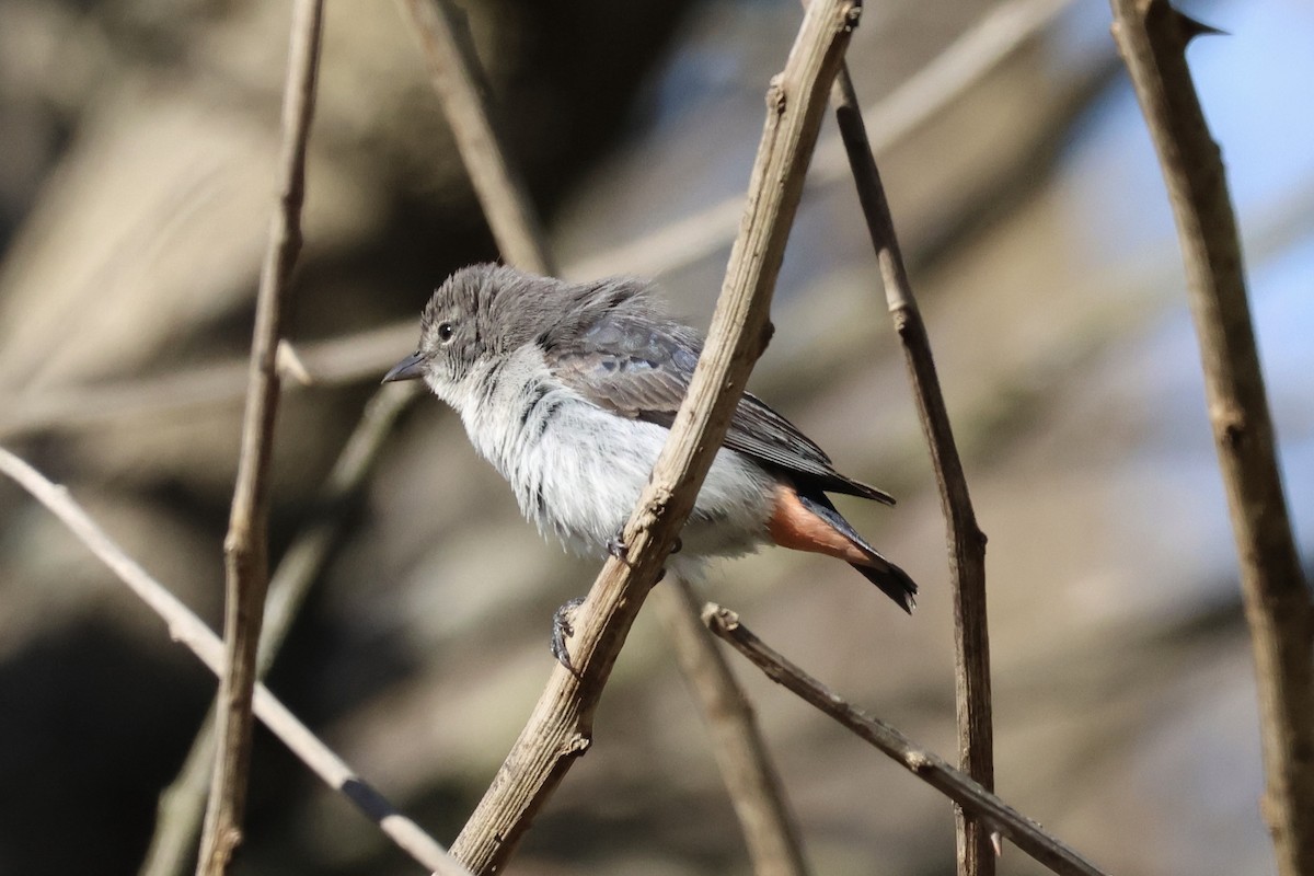 Mistletoebird - ML647667368