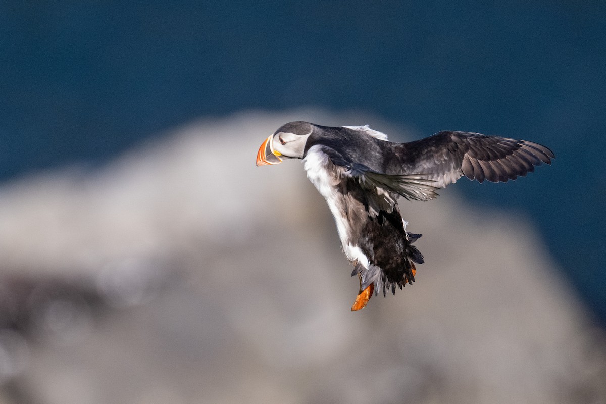 Тупик - ML647667379