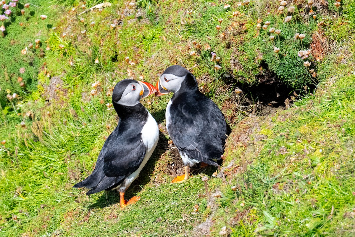 Тупик - ML647667380