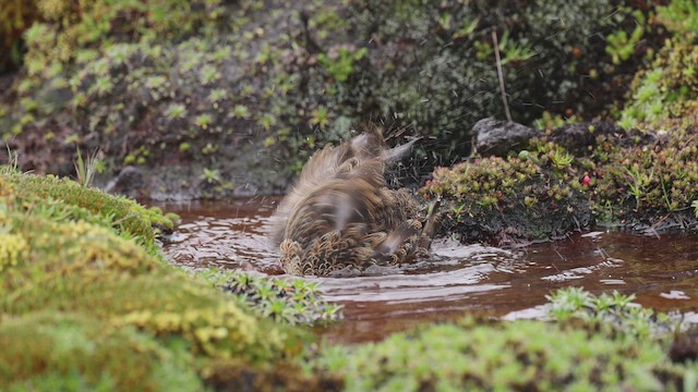 Rufous-bellied Seedsnipe - ML647667389