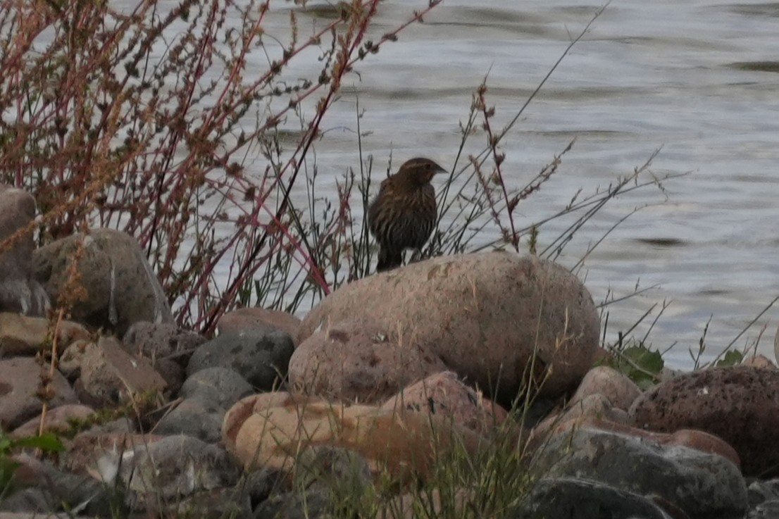 Red-winged Blackbird - ML647667390