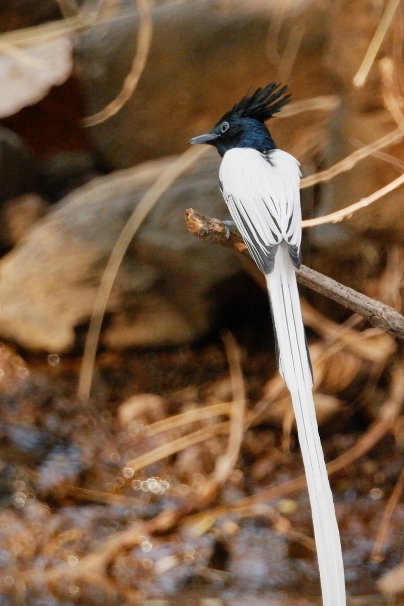 Indian Paradise-Flycatcher - ML647667398