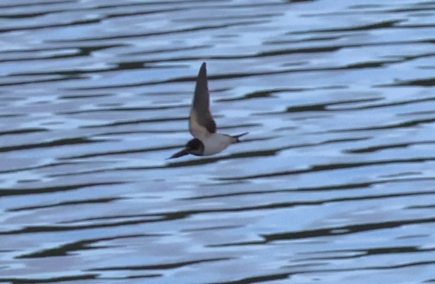 Ластівка сільська - ML647667414