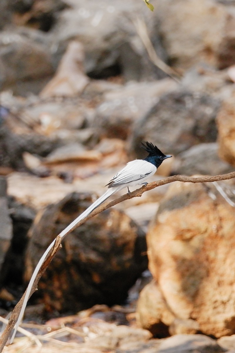 Indian Paradise-Flycatcher - ML647667418