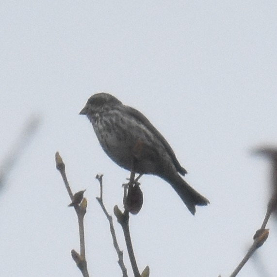 Purple Finch - ML647667427