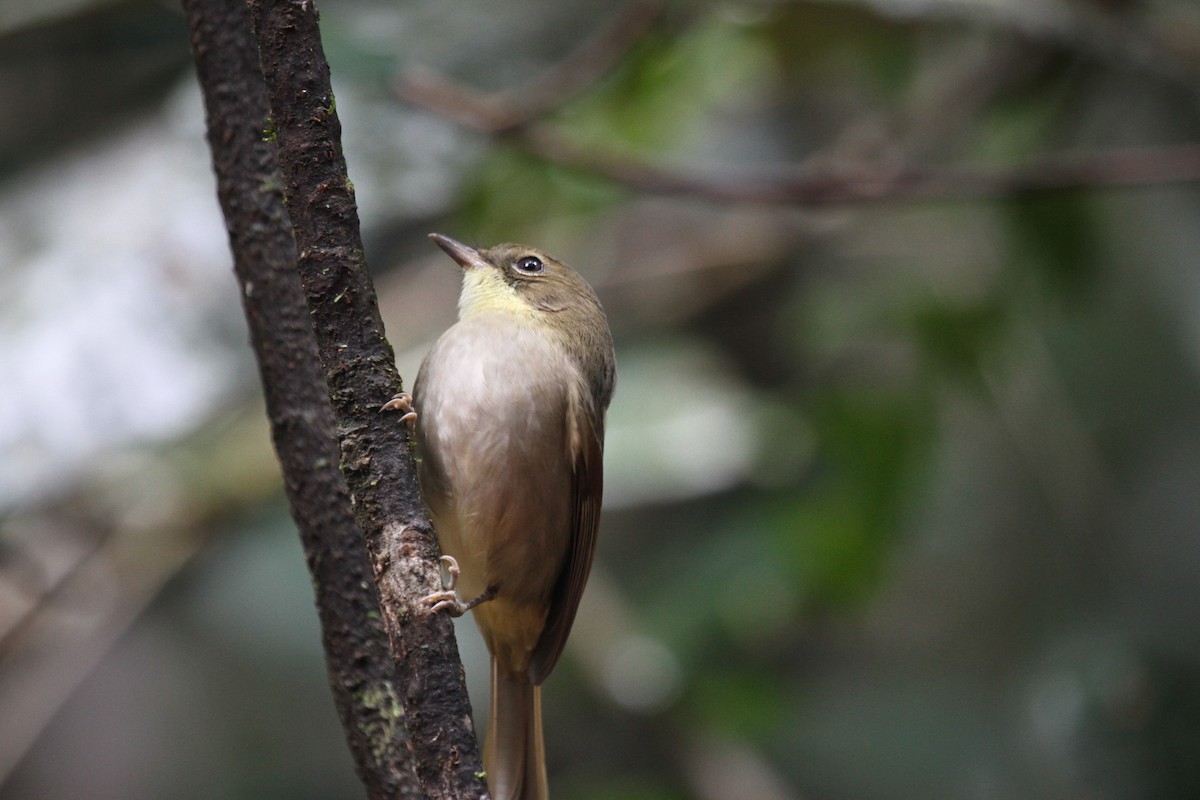 New Caledonian Whistler - ML647667430
