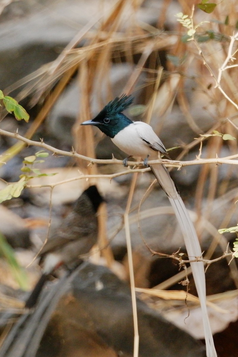Indian Paradise-Flycatcher - ML647667438