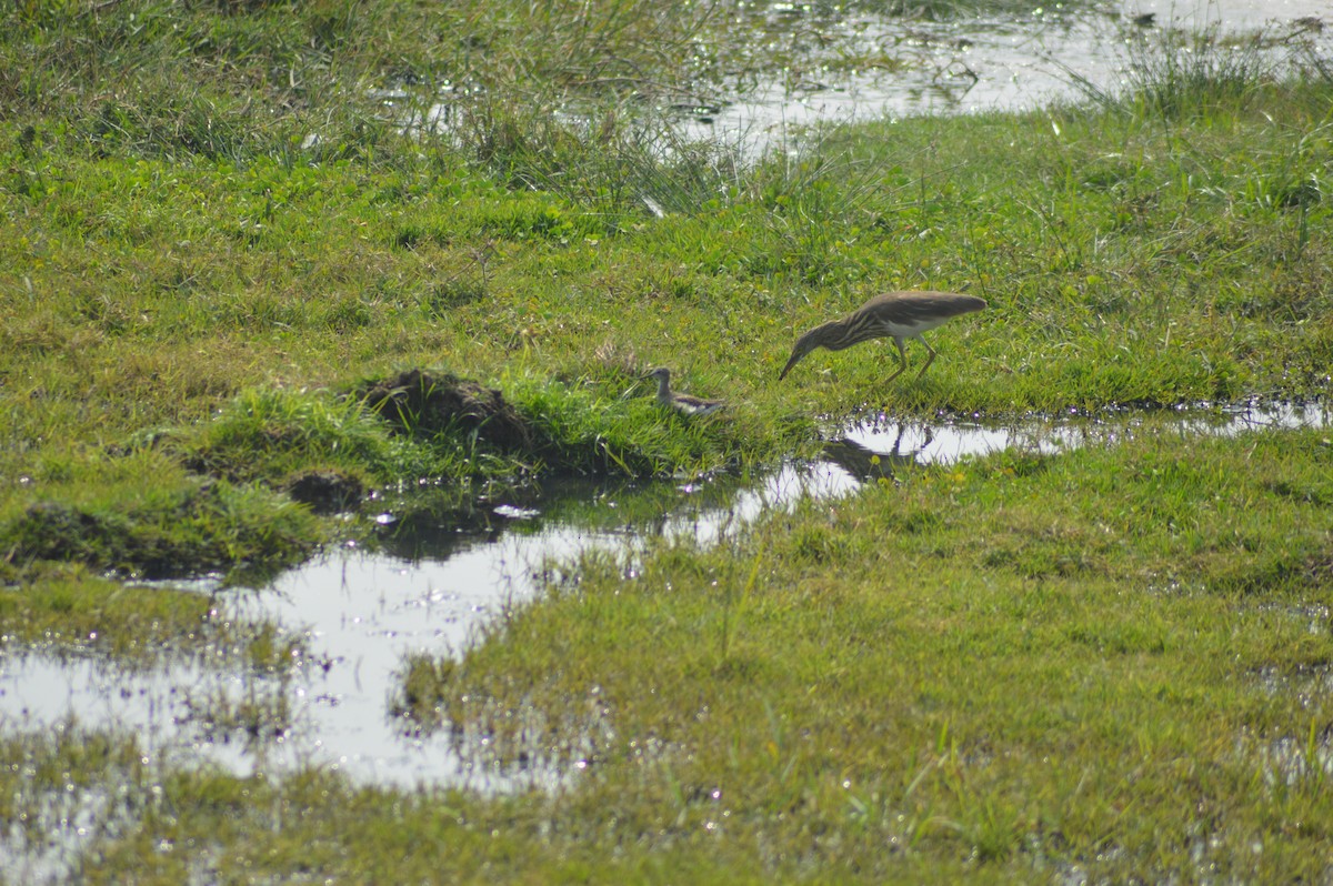 Garcilla India - ML647667439