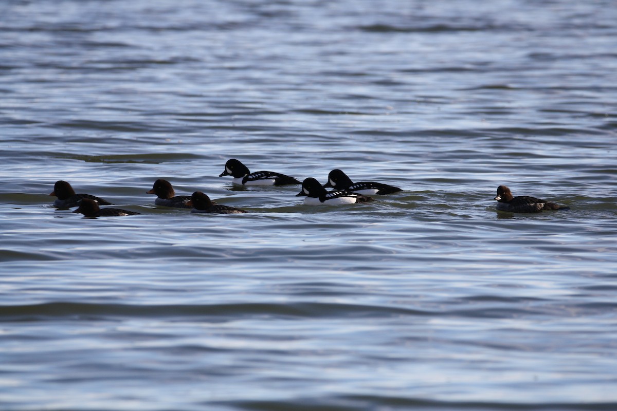 Murgilari islandiarra - ML647667446