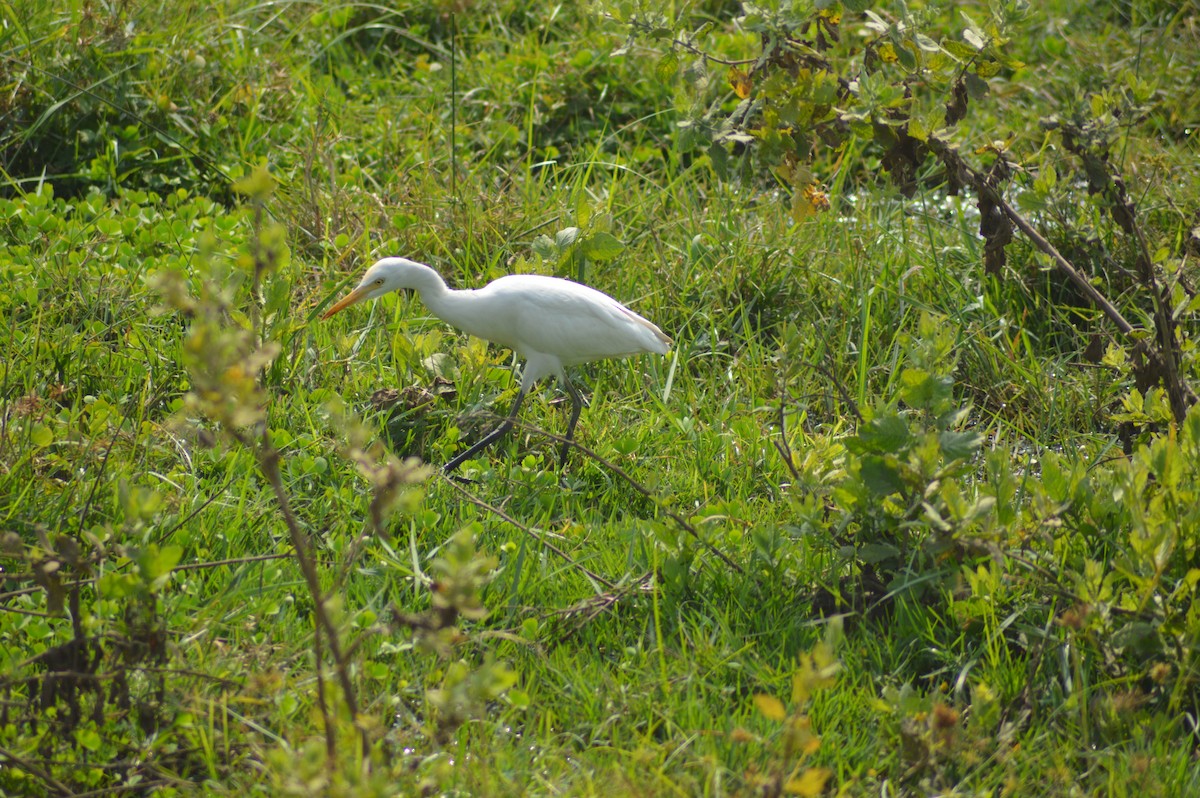 Восточная египетская цапля - ML647667458