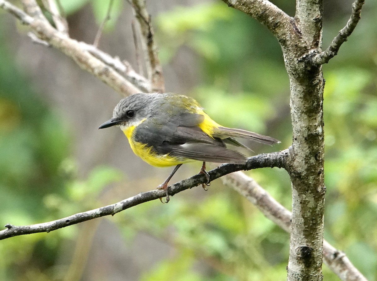 Жёлтая дриада - ML647667463