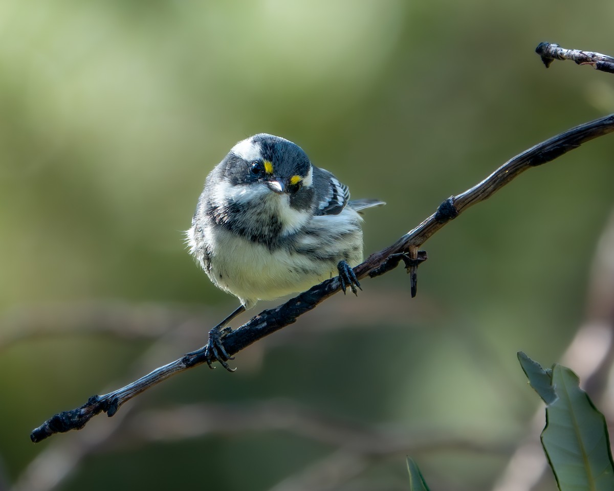 Траурная древесница - ML647667464