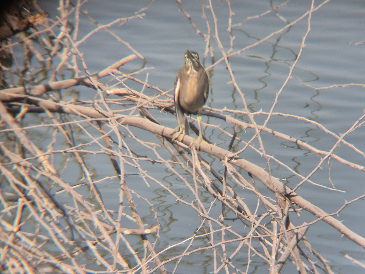 Little Heron - ML647667467