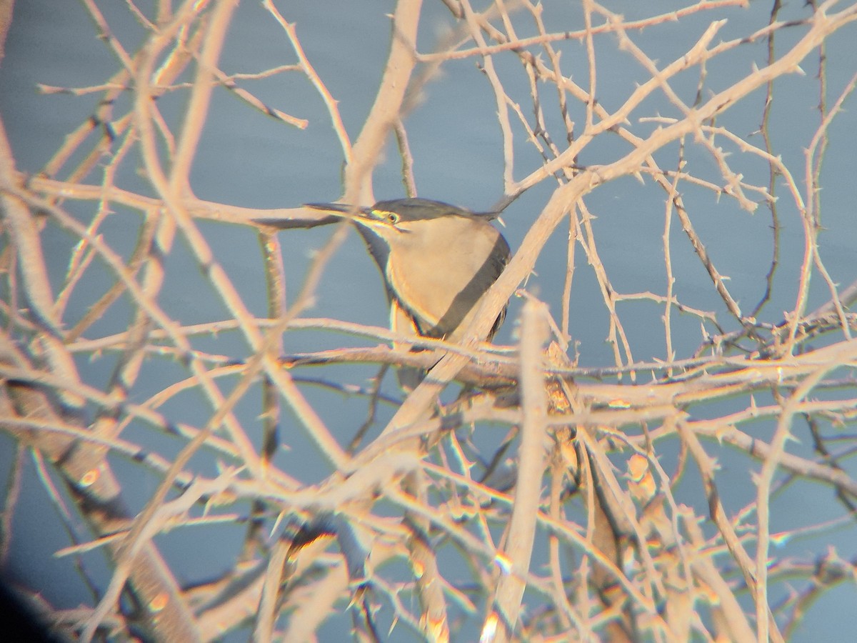 Little Heron - ML647667468