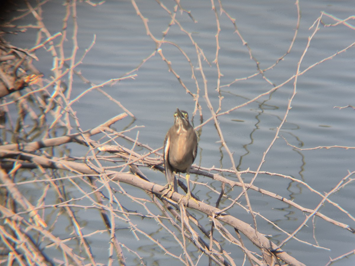 Little Heron - ML647667469