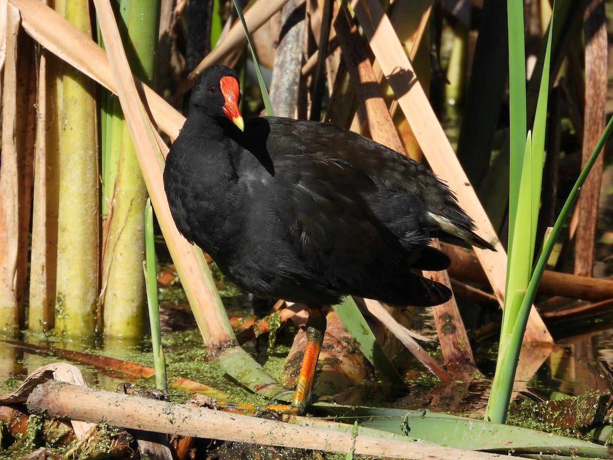 Тёмная камышница - ML647667470