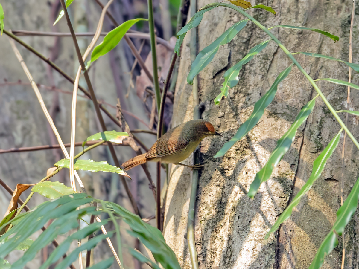 Желтогрудая тимелия - ML647667471