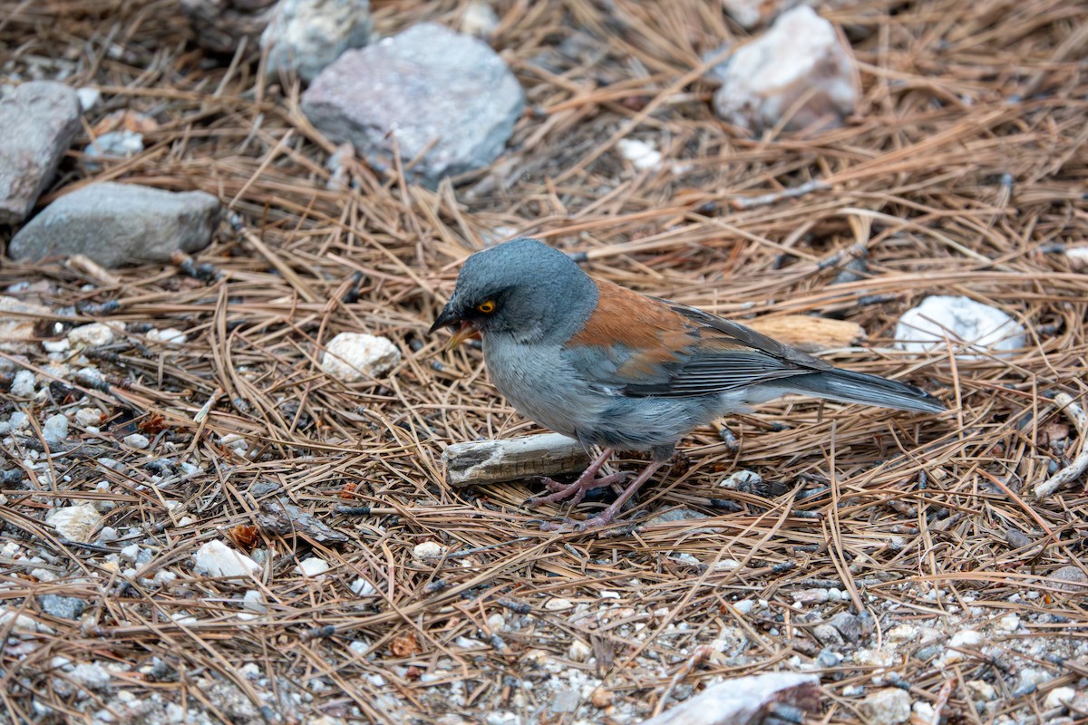 Рыжеспинный юнко - ML647667472