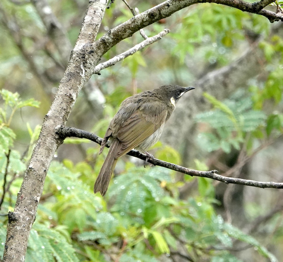 Золотоухий медосос - ML647667473