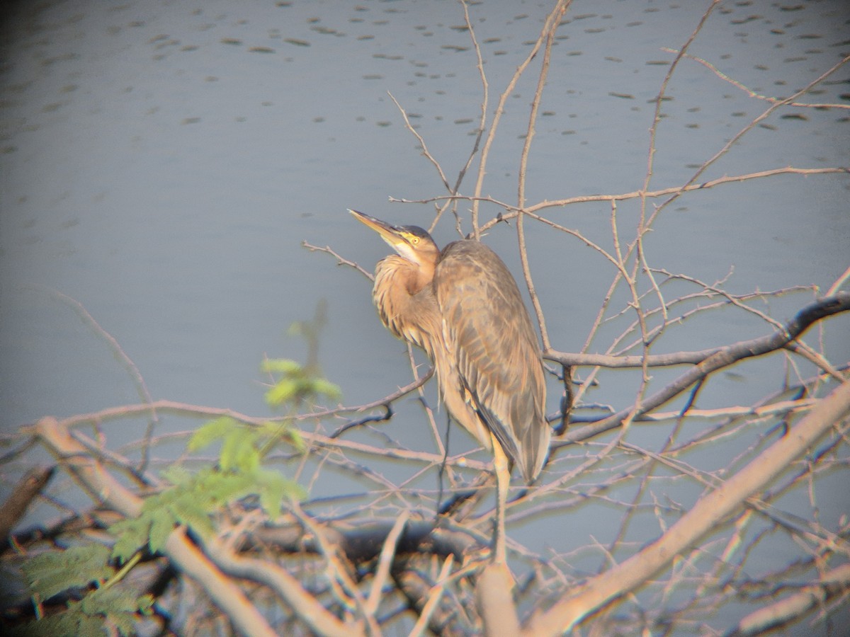 Рыжая цапля - ML647667475