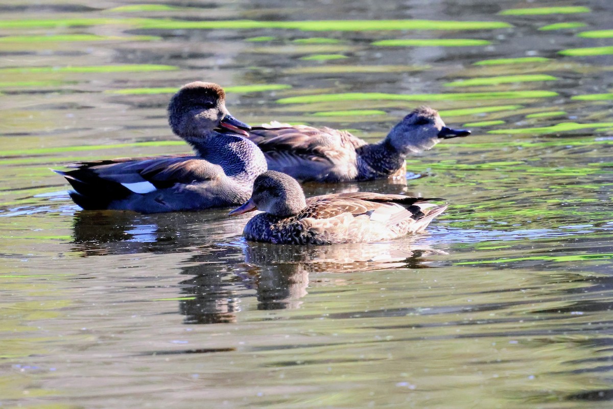 Серая утка - ML647667481