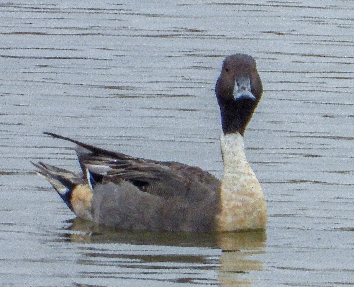 Шилохвость - ML647667488