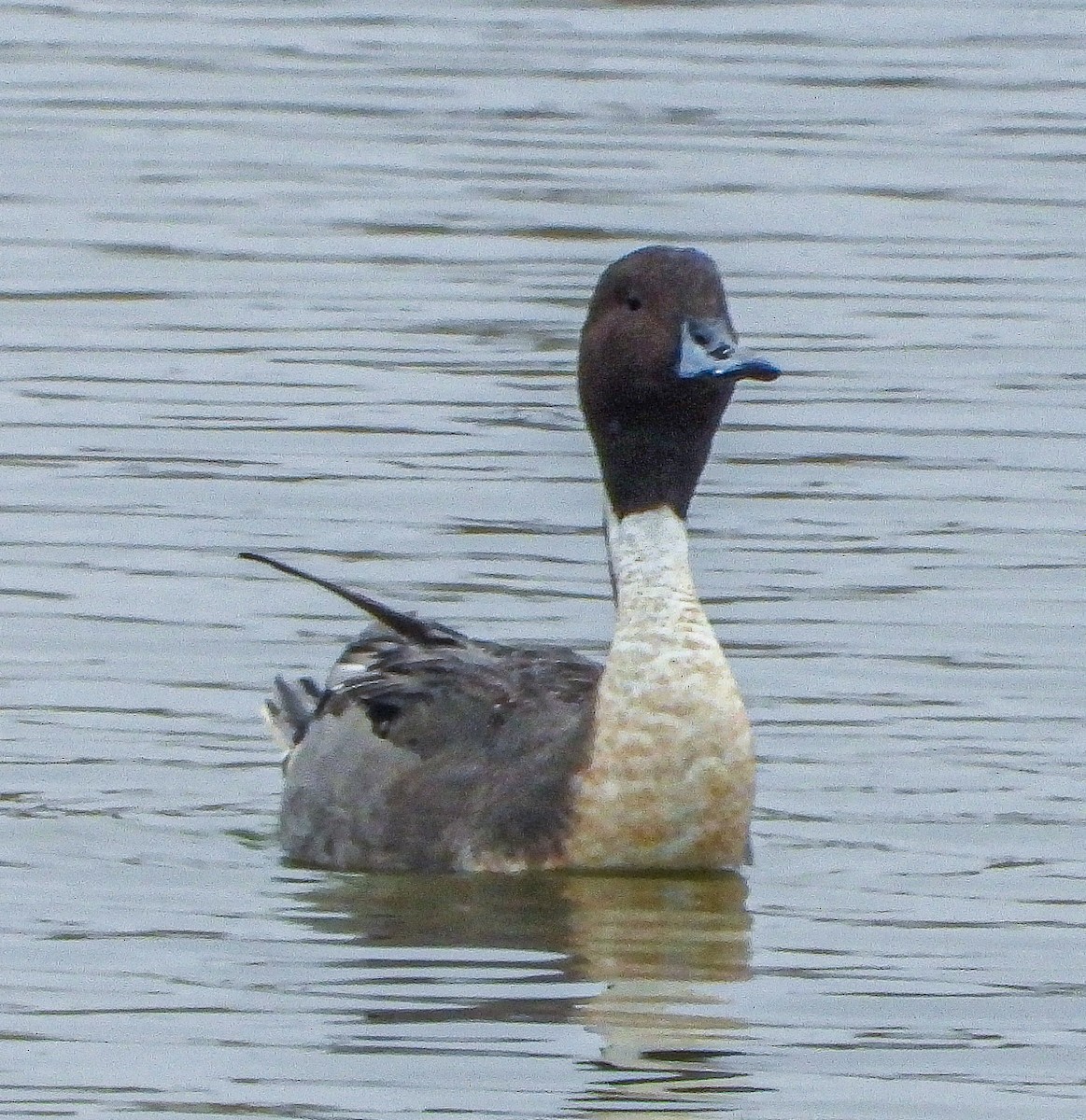 Шилохвость - ML647667489