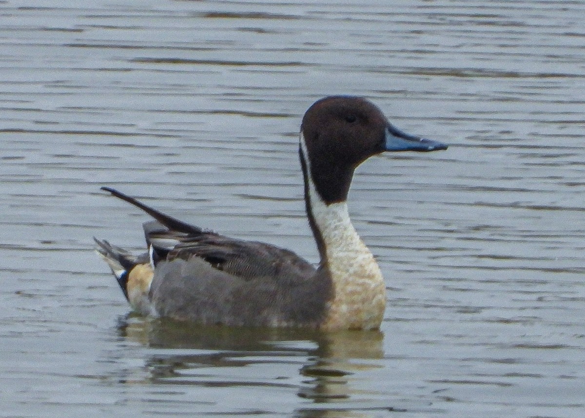 Шилохвость - ML647667490