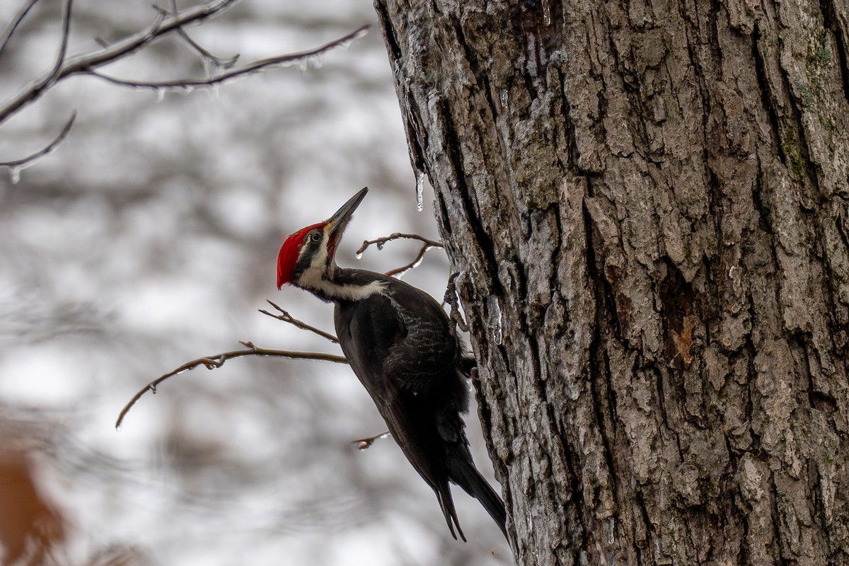 Хохлатая желна - ML647667495