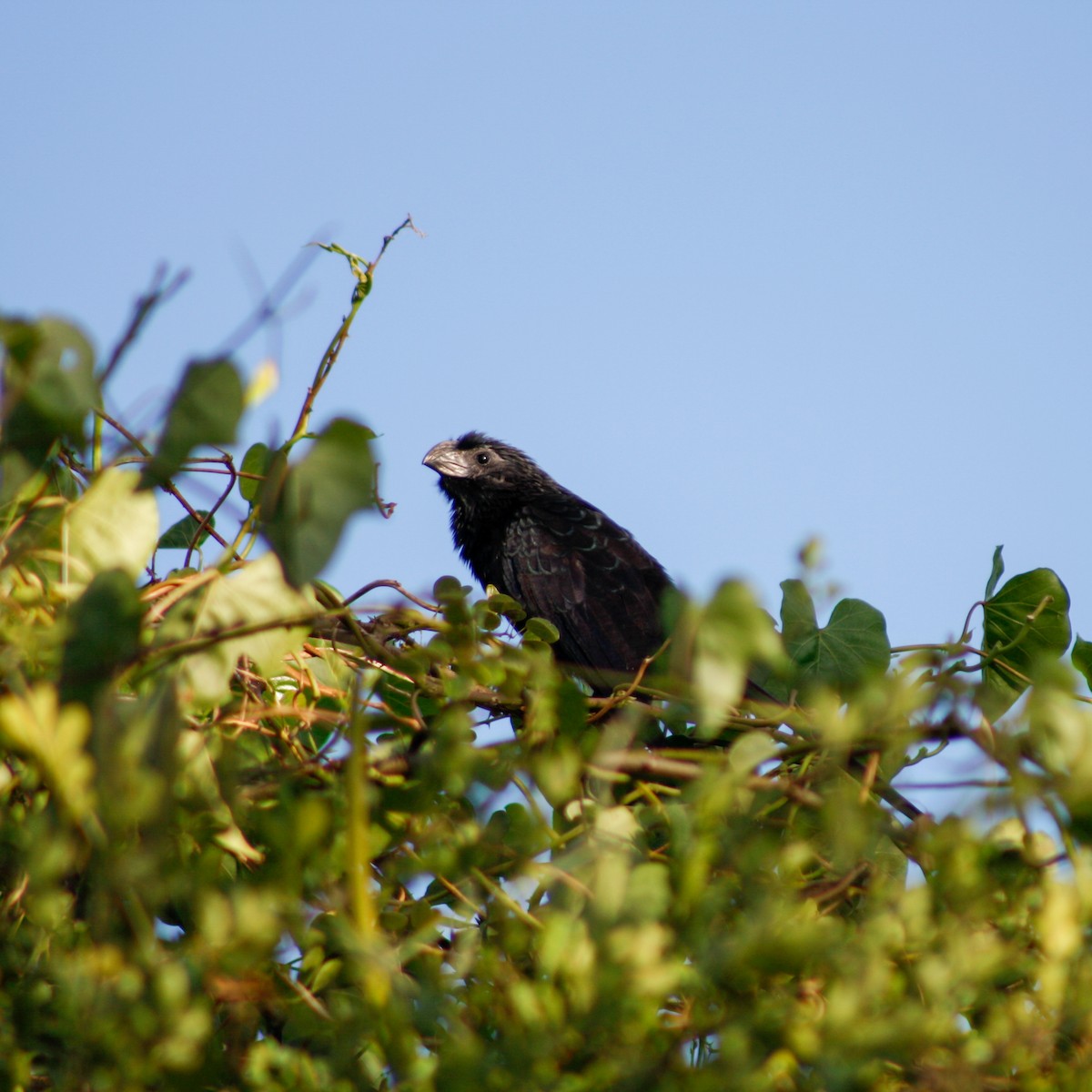 Морщинистоклювая ани - ML647667496