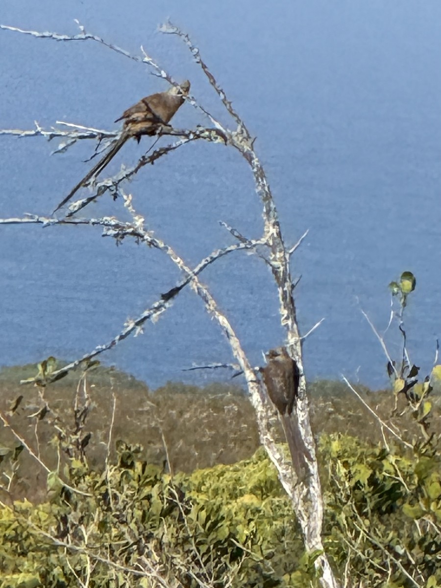 Бурокрылая птица-мышь - ML647667499